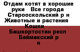 Отдам котят в хорошие руки - Все города, Старооскольский р-н Животные и растения » Кошки   . Башкортостан респ.,Баймакский р-н